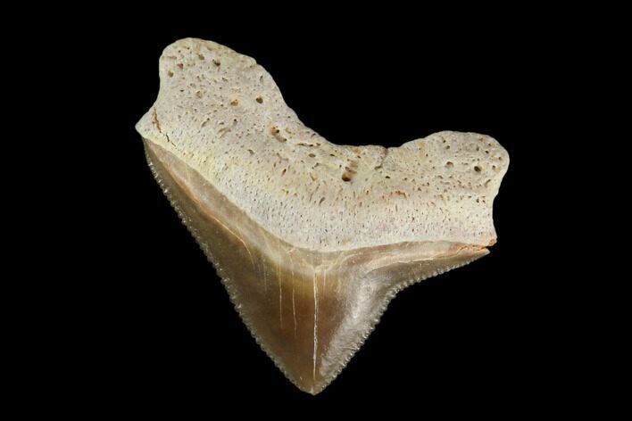 Fossil Shark (Squalicorax) Tooth - Kansas #115669